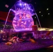 金魚の庭の画像