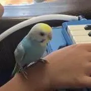 マロいちご☆の画像
