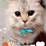 ミドミド
