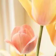 enyの画像