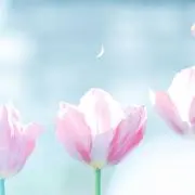 あちゃお