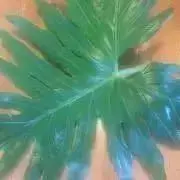 プランツの画像