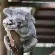 すみれいれいコアラの画像