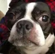 どんこの画像