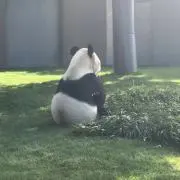 フラミーの画像