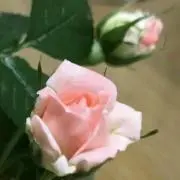 ぴのこ