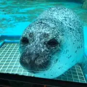 けんけの画像