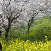 えだのっちの画像