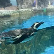 のすけの画像