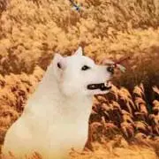 Naaomam