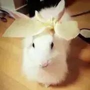ありこっこの画像