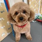 ayakoの画像