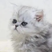 Rの画像