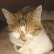 まゆみ