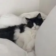 りりーの画像