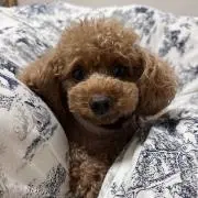 メルの画像