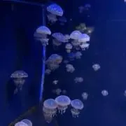 meyouの画像