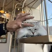 神風の画像