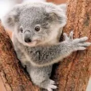 KoalA_noseの画像