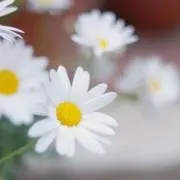 JAMの画像