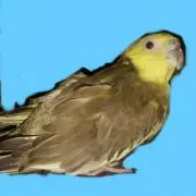 おかめ