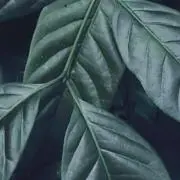 ミコトの画像