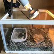 山ちゃんの画像