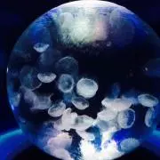 コージー