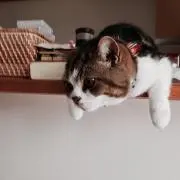 モンブランの画像