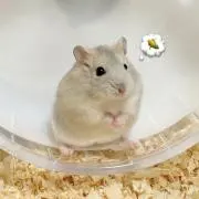 mik