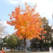 もちもちの画像
