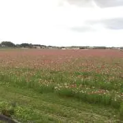 Image of DKNIF