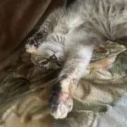 きなこの画像