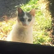 nanaの画像