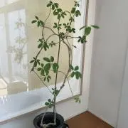 MOMOKOの画像