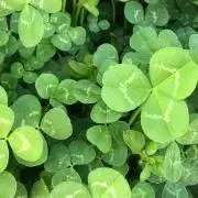 フスキーの画像
