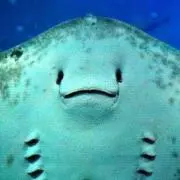 エイの画像