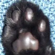 フジモン