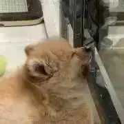 おにくの画像