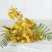 Mimosa／即購入歓迎⭐︎価格交渉歓迎の画像