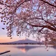 ぽよの画像