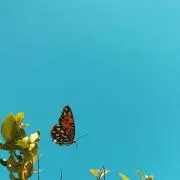 ささみ
