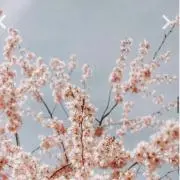 SAKURAの画像