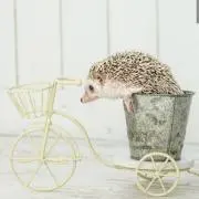 みんとの画像