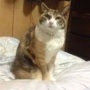 もちょの画像