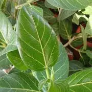 Greenの画像