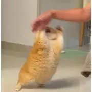 わおの画像