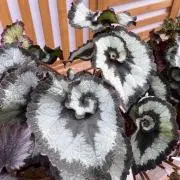 little gardenの画像