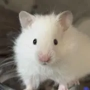 syatiの画像