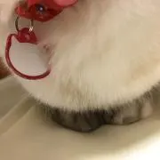 煮込みトマト